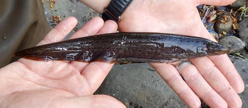 Spotted Knifefish