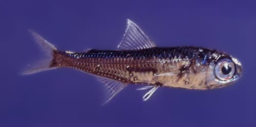Spotted Lanternfish