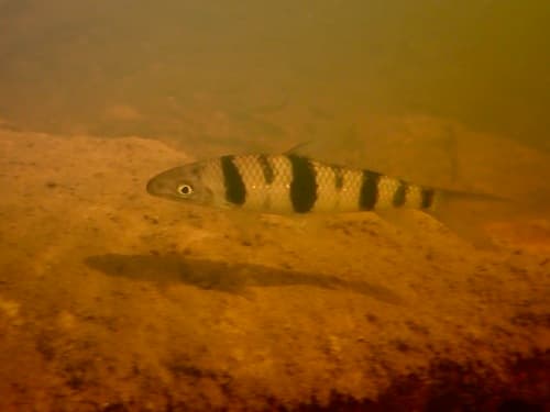 Spotted Leporinus