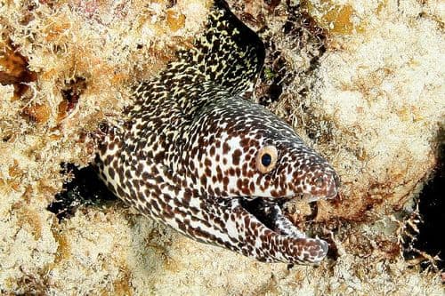 Spotted Moray
