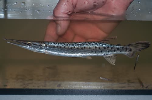 Spotted Pike-characin