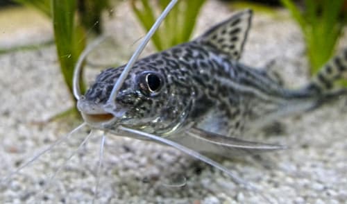 Spotted Pimelodus