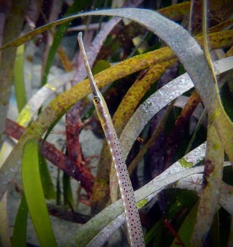 Spotted Pipefish