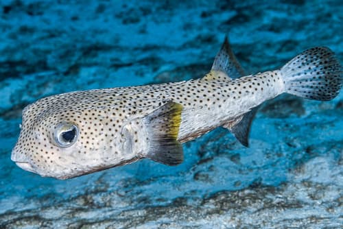 Spotted Porcupinefish