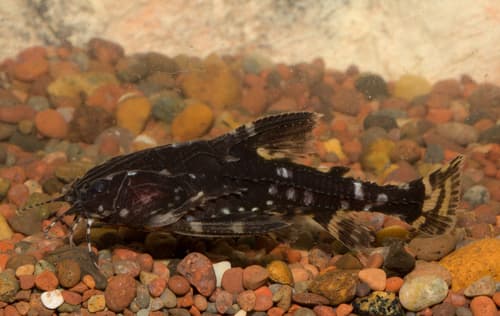 Spotted Raphael Catfish
