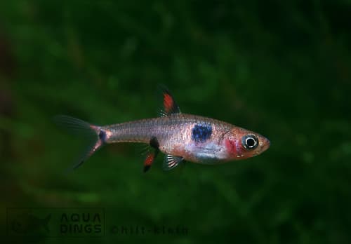Spotted Rasbora