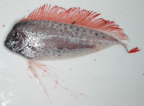 Spotted Ribbonfish