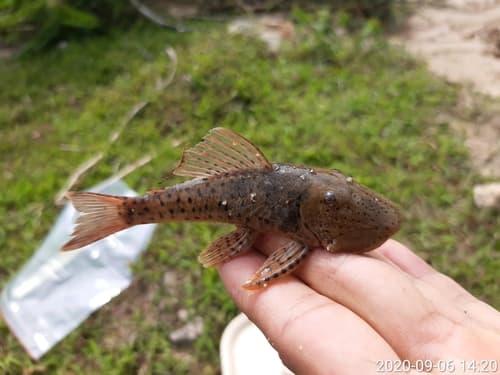 Spotted Rubbernose Pleco