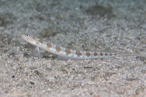 Spotted Sand Diver