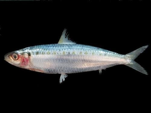 Spotted Sardinella