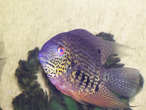 Spotted Severum Cichlid