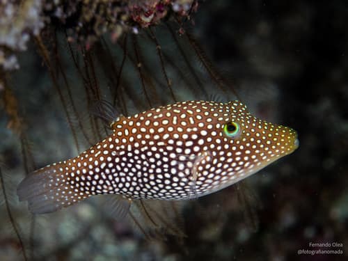 Spotted Sharpnose Puffer