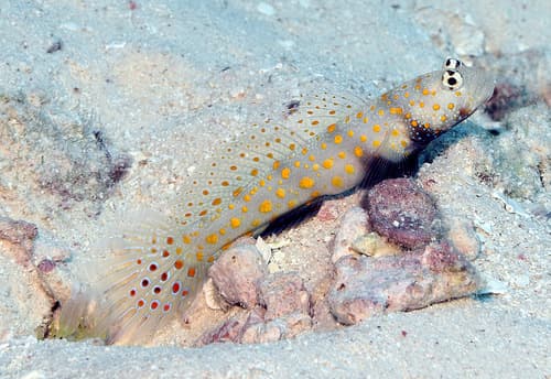 Spotted Shrimpgoby
