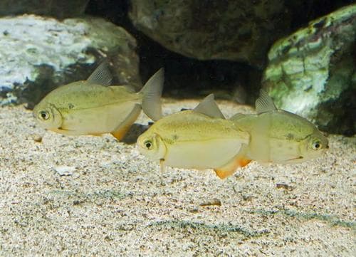 Spotted Silver Dollar