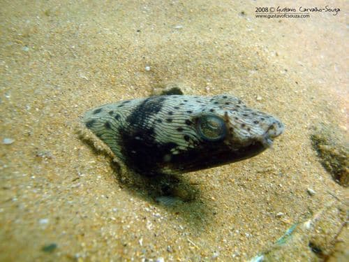 Spotted Snake Eel