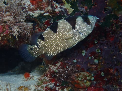 Spotted Soapfish