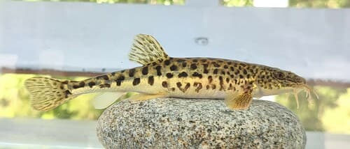 Spotted Thicklip Loach