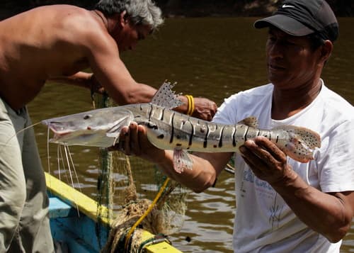 Spotted Tiger Sorubim