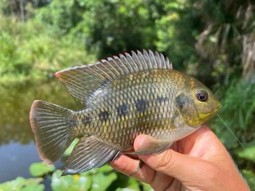 Spotted Tilapia