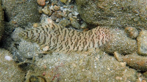Spotted Tongue Sole