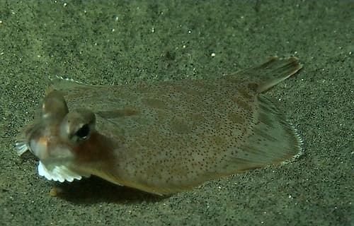 Spotted Turbot