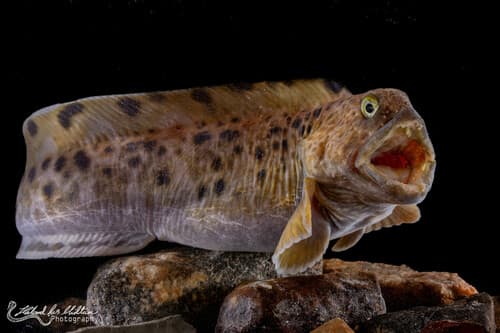 Spotted Wolffish