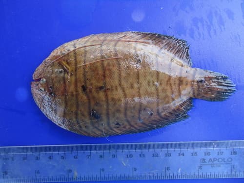Spottedfin Sole