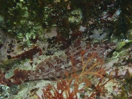Spotty-Bellied Greenling