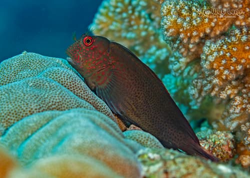 Springer's Blenny