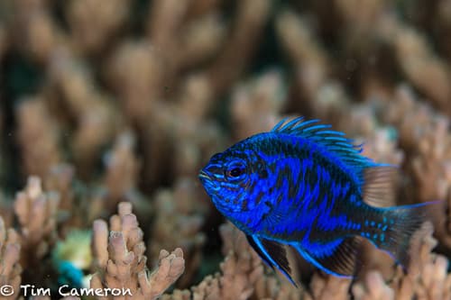 Springer's Demoiselle