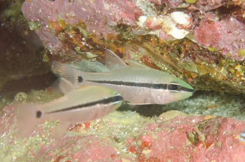 Spurcheek Cardinalfish