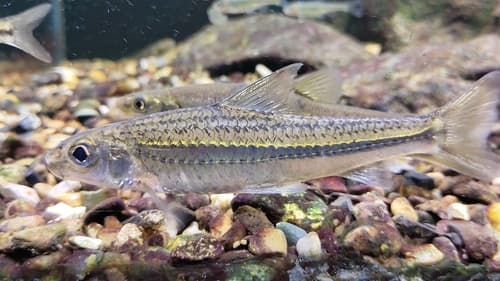 Slender Gudgeon