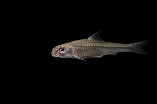 Wolterstorff's Gudgeon