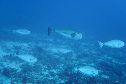 Squarenose Unicornfish