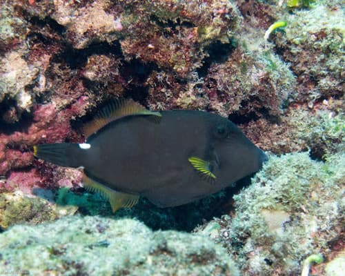 Squaretail Filefish