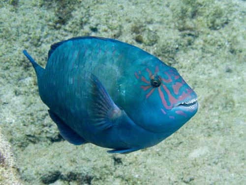 Star-eye Parrotfish