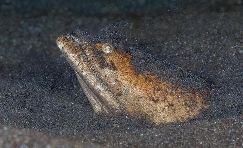 Stargazer Snake Eel