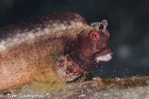 Starry Blenny