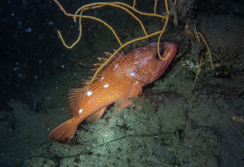 Starry Rockfish