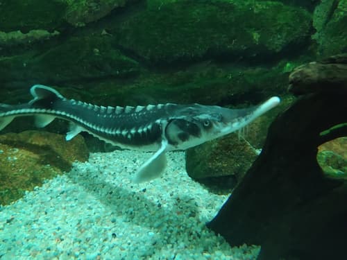 Starry Sturgeon