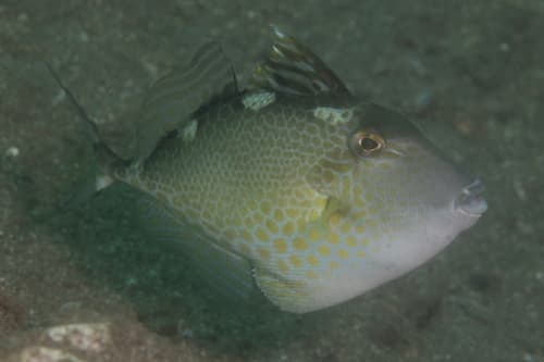 Starry Triggerfish