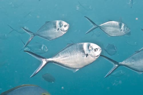 Steel Pompano