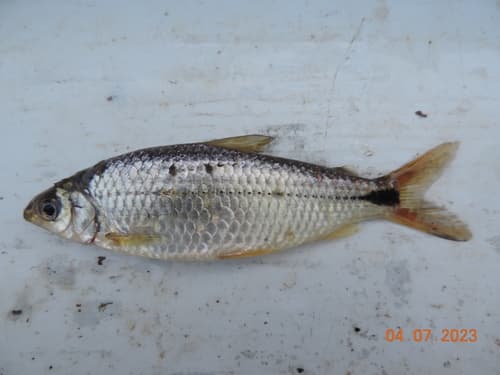 Steindachnerina biornata