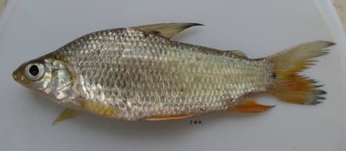 Steindachnerina conspersa