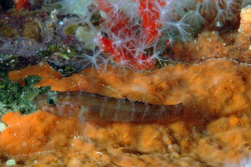 Steinitz's Goby