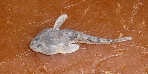 Stellate Tadpole-Goby