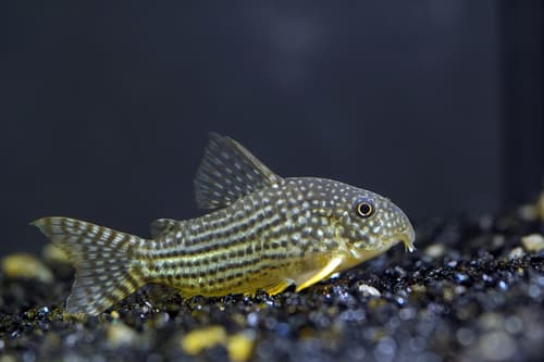 Sterba's Cory
