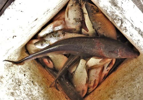 Sternopygus aequilabiatus