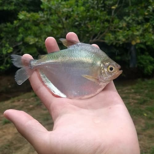 Crenated Silver Dollar