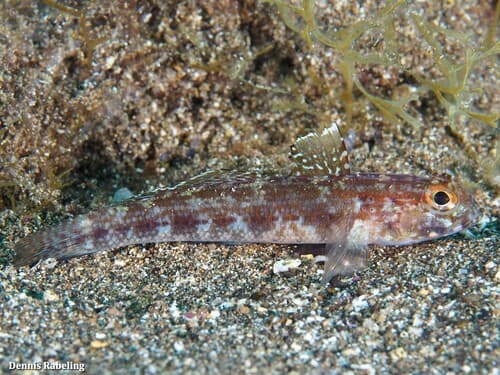 Steven's Goby